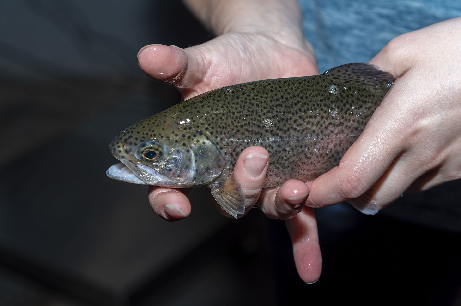 Aquaponické farmy nabízí kvalitní lokální potraviny po celý rok