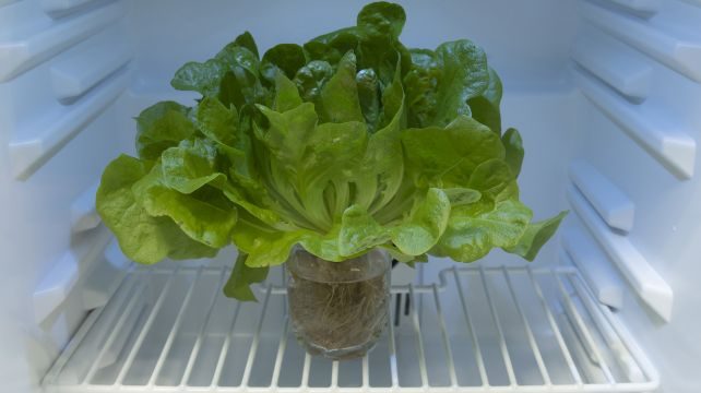 Náš aquaponický salát je živý. Vydrží svěží až 22 krát déle