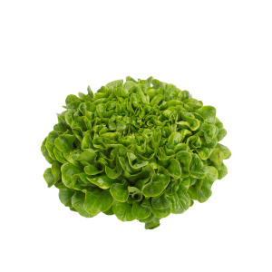 Salanova Dubáček – zelený